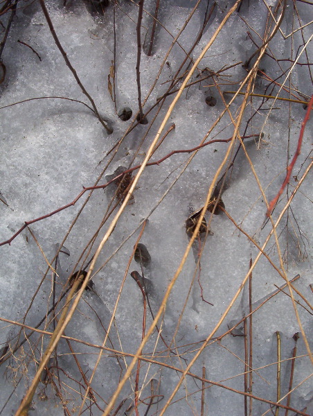 winter thaw micro landscape